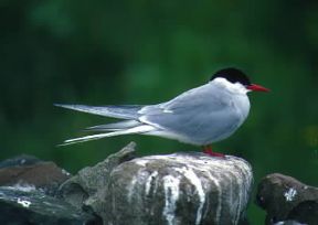 Sterna .De Agostini Picture Library/G. Wright