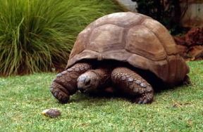 Tartaruga elefantina (Testudo elephantopus).De Agostini Picture Library/F. Galardi