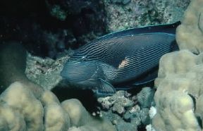 Acanthurus. Esemplare di Acanthurus sohal del Mar Rosso.De Agostini Picture Library