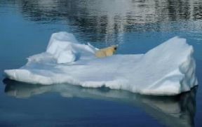 Artide. Un orso bianco nel Mare di Norvegia.De Agostini Picture Library/C. Sappa