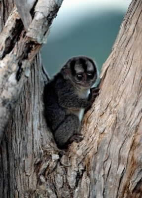 Cebidi. Esemplare di Aotes trivirgatus.De Agostini Picture Library/P. Jaccod