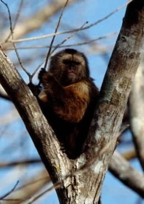 Cebo. Esemplare di Cebus olivaceus.De Agostini Picture Library/P. Jaccod