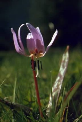 Erythronium. Fiore di dente di cane (Erythronium dens-canis).De Agostini Picture Library/G. Negri