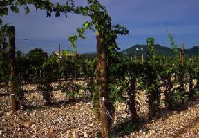 Friuli-Venezia Giulia. Vigneto impiantato su un terreno sassoso nella zona dell'Isonzo.De Agostini Picture Library/A. Dagli Orti