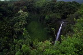 Hawaii. Vegetazione di tipo equatoriale nell'isola di Maui.De Agostini Picture Library / G. SioÃ«n