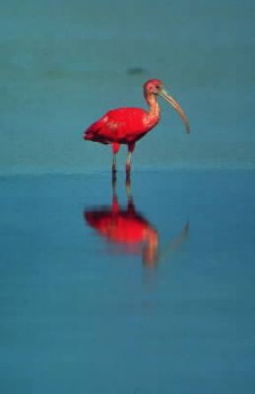 Ibis rosso (Guara guara).De Agostini Picture Library / P. Jaccod