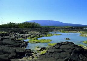 Isole GalÃ¡pagos. Scogli affioranti lungo un tratto di costa dell'isola Fernandina.De Agostini Picture Library/F. Galardi