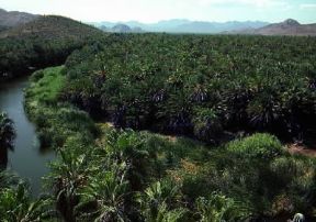 Messico. Paesaggio nei dintorni di Mulege, nella Bassa California.De Agostini Picture Library/S. Guitierrez