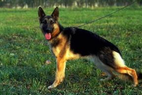 Pastore . Esemplare di Cane da pastore tedesco.De Agostini Picture Library