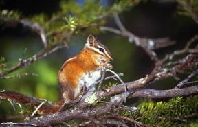 Scoiattolo. Esemplare dal manto rossastro.De Agostini Picture Library / W. Buss