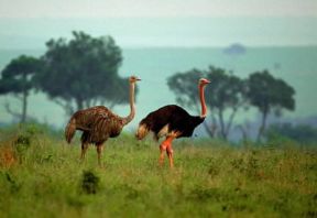 Struzzo. Esemplari di Struthio camelus.De Agostini Picture Library/P. Jaccod