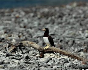 Sula. Esemplare di Sula leucogaster.De Agostini Picture Library/P. Jaccod