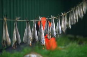 Groenlandia. Essiccazione del pesce.De Agostini Picture Library / D. Staquet