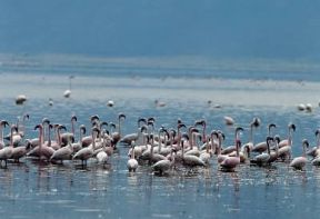 Adattamento. Popolazione di fenicotteri minori (Phoeniconaias minor) presso il Parco del lago Bogoria in Kenya.De Agostini Picture Library/P. Jaccod