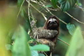 Bradipo . Esemplare di Bradypus tridactylus.De Agostini Picture Library/S. Gutierrez