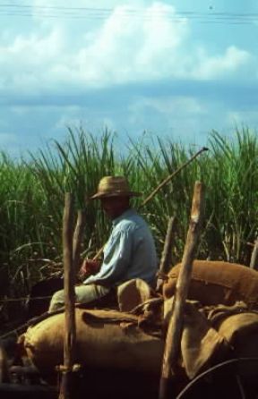 Cuba. Un contadino dei dintorni di Cienfuegos.De Agostini Picture Library / D. Staquet