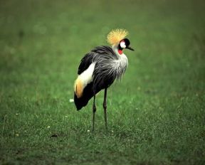 Gru coronata (Balearica regulorum).De Agostini Picture Library / P. Jaccod
