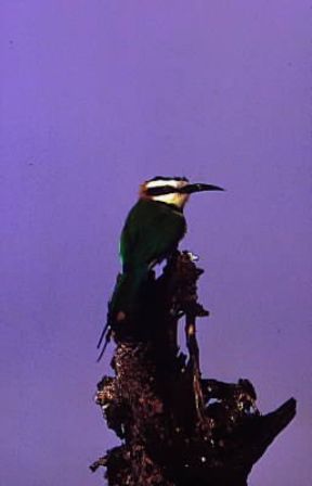 Gruccione (Merops albicollis).De Agostini Picture Library / P. Jaccod