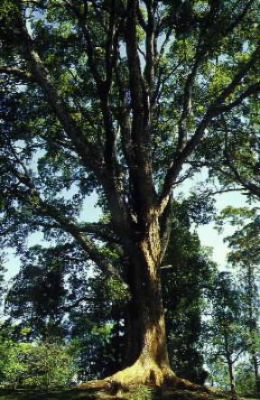 Mogano. Esemplare di Swietenia mahagoni.De Agostini Picture Library / 2 P