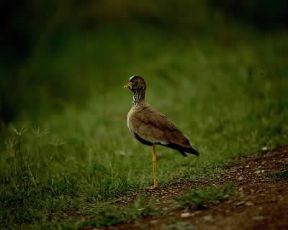 Pavoncella. Esemplare di Vanellus senegallus.De Agostini Picture Library/P. Jaccod