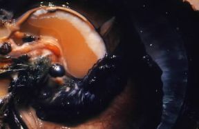 Perla all'interno della conchiglia.De Agostini Picture Library/C. Rives