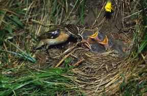 Stiaccino (Saxicola rubetra).De Agostini Picture Library