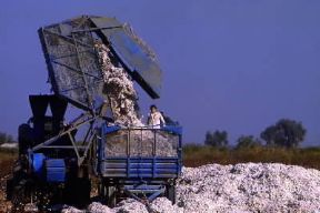 Uzbekistan. Un momento della raccolta del cotone.De Agostini Picture Library/Vendelin