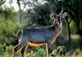 Antilope. De Agostini Picture Library