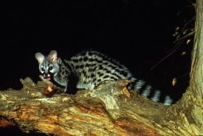 Genetta. De Agostini Picture Library