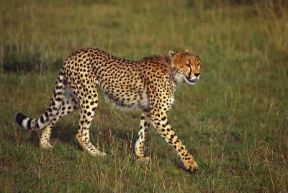 Ghepardo. Esemplare di Acinonyx jubatus.De Agostini Picture Library/F. Galardi