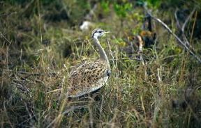 Otarda . Esemplare di Otis tarda.De Agostini Picture Library/F. Galardi