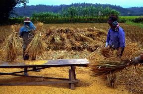Thailandia. La battitura del riso, di cui il Paese Ã¨ uno dei massimi produttori mondiali.De Agostini Picture Library/C. Sappa