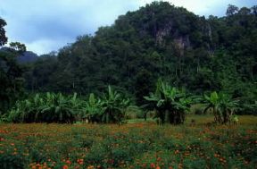 Thailandia. Veduta della zona boscosa settentrionale del Paese.De Agostini Picture Library/C. Sappa