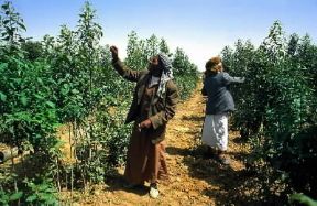 Yemen. Coltivazione di qat nei dintorni di San'a.De Agostini Picture Library/L. Romano