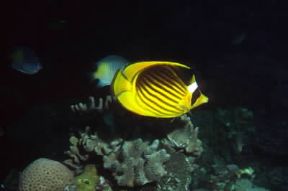 Chetodonte. Esemplare di pesce farfalla (Chaetodon fasciatus).De Agostini Picture Library