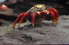 Crostacei. Grapsus grapsus.De Agostini Picture Library / Dani-Jeske