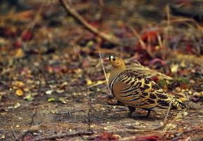 Ganga. Esemplare del Pterocles quadricinctus.De Agostini Picture Library/Jaccod