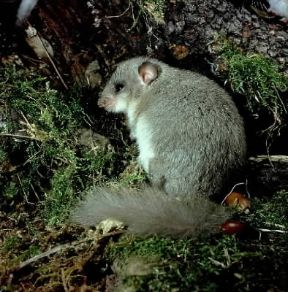 Ghiro. De Agostini Picture Library/G. Cappelli