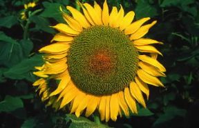 Girasole. De Agostini Picture Library / G. SioÃ«n