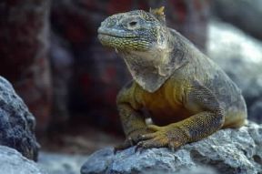 Iguana . Esemplare di Conolophus subcristatus.De Agostini Picture Library/Dani-Jeske