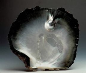 Madreperla. Lo strato interno di madreperla di una conchiglia.De Agostini Picture Library