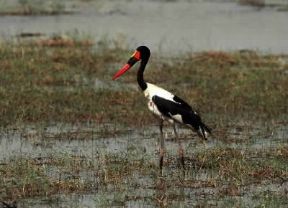 Mitteria. Esemplare di Ephippiorhyncus senegalensis.De Agostini Picture Library / P. Jaccod