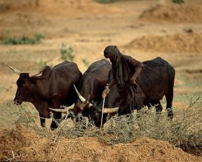 Niger. Pastore Bororo nei pressi di un pozzo.De Agostini Picture Library / Jaccod