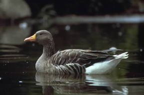 Oca . Eesemplare di Anser anser.De Agostini Picture Library