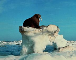 Tricheco. Un esemplare del carnivoro pinnipede.De Agostini Picture Library