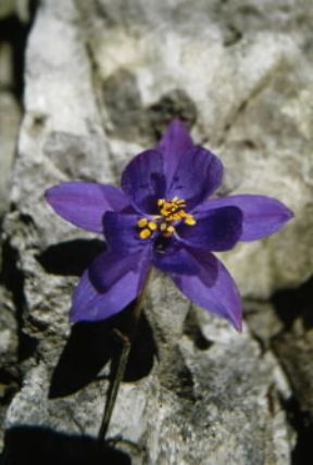 Aquilegia. Un esempio di Aquilegia einseleana.De Agostini Picture Library/G. Roli