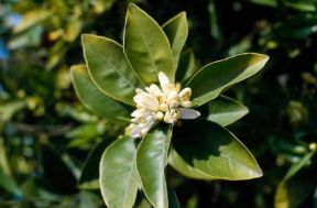 Arancio. Il fiore dell'arancio (citrus aurantium).De Agostini Picture Library/A. Tessore