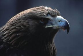 Becco. Esemplare di aquila reale.De Agostini Picture Library/L. Ramires