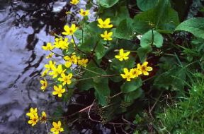 Caltha. Fiori di Caltha palustris.De Agostini Picture Library/E. Quemere