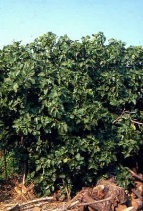 Caprifico .De Agostini Picture Library/G. Negri